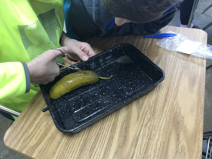 Pickle dissection 